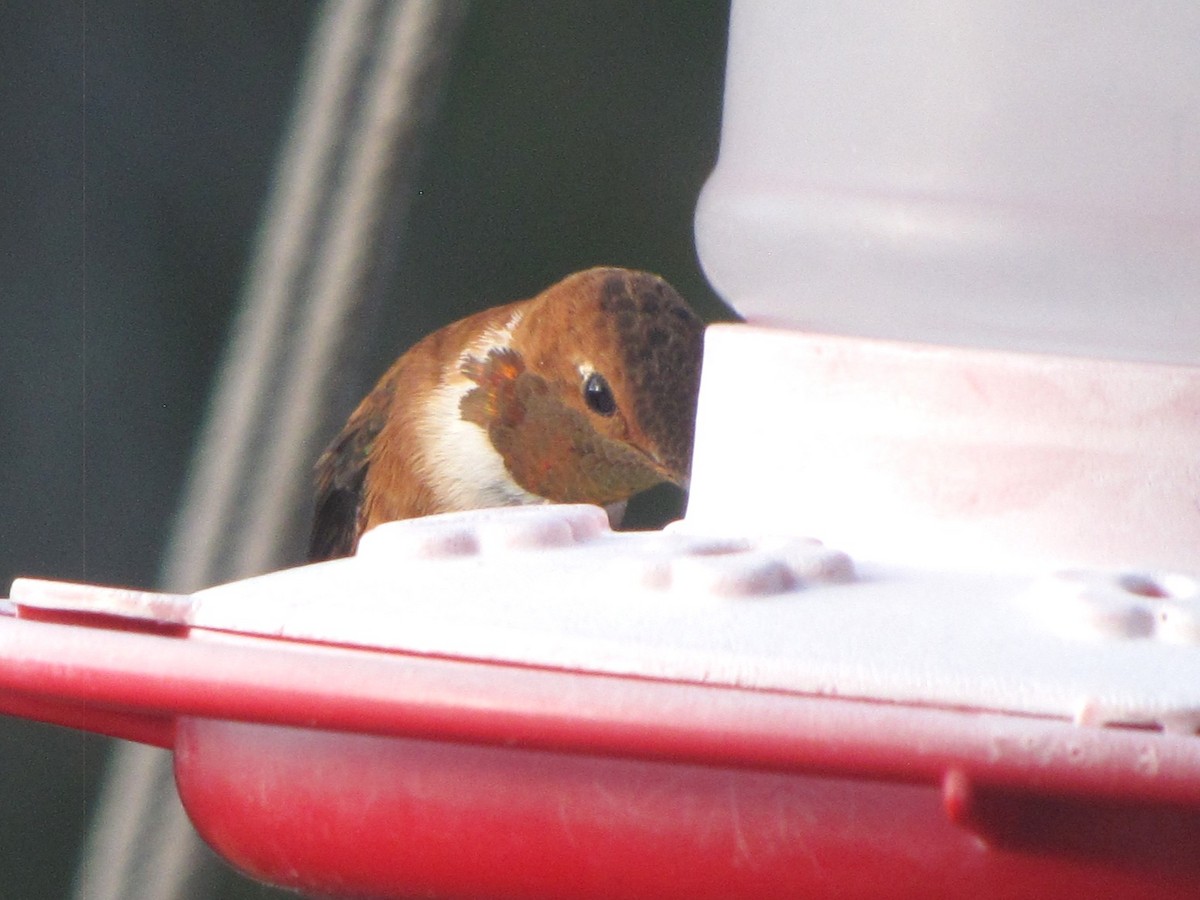 Rufous Hummingbird - ML644409597