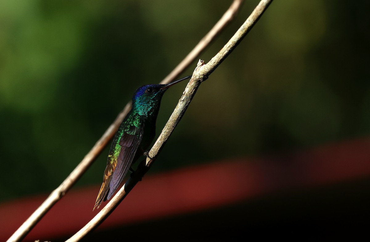 Golden-tailed Sapphire - ML644409601