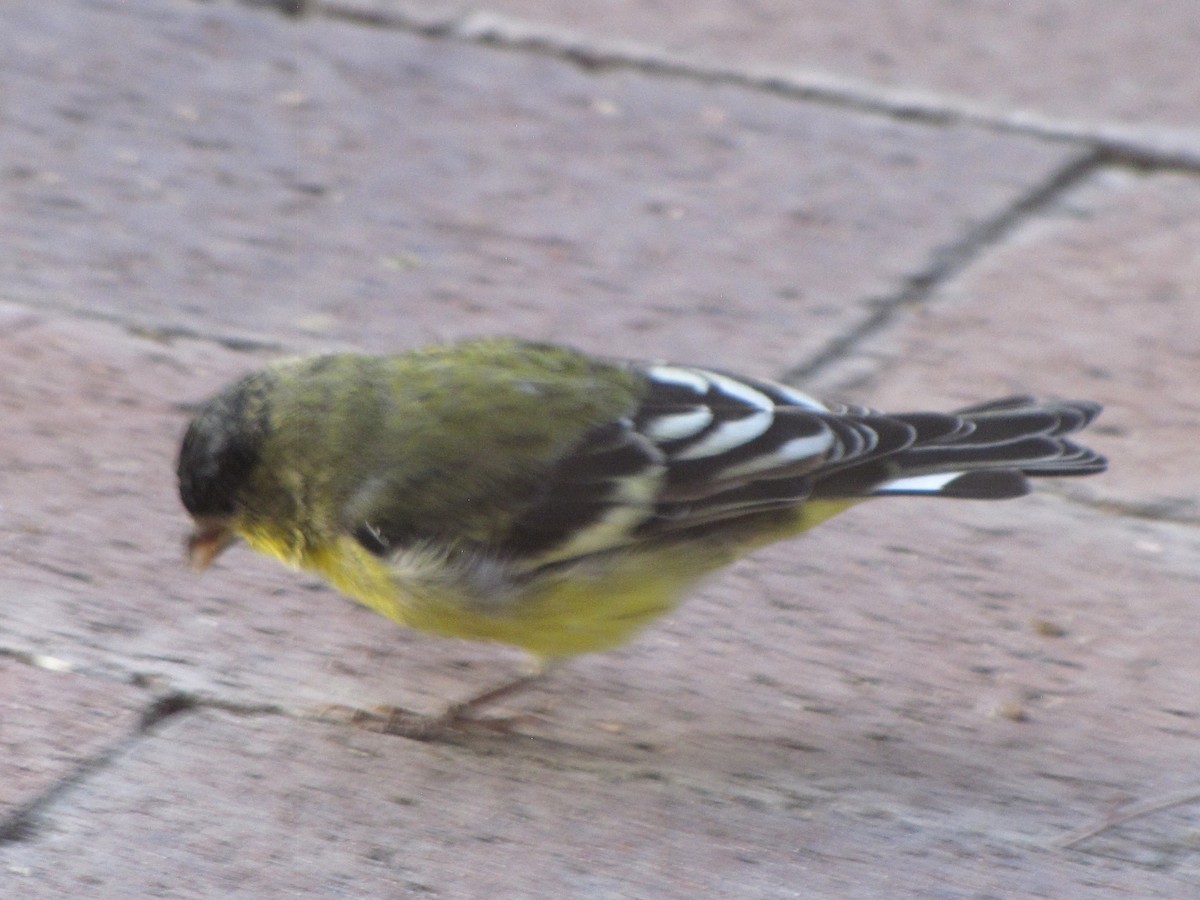 Lesser Goldfinch - ML644409604