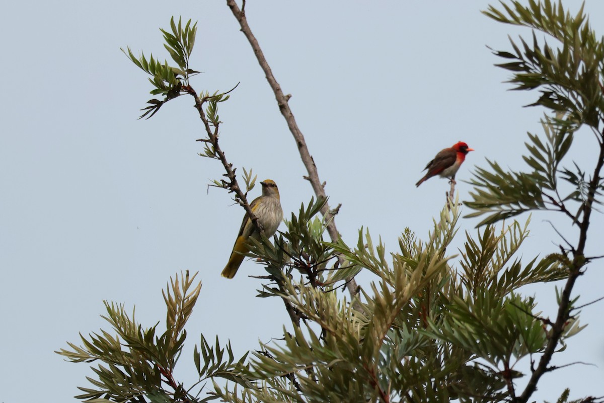 Вивільга звичайна - ML644409608
