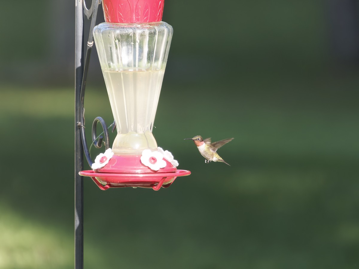 Ruby-throated Hummingbird - ML644409609