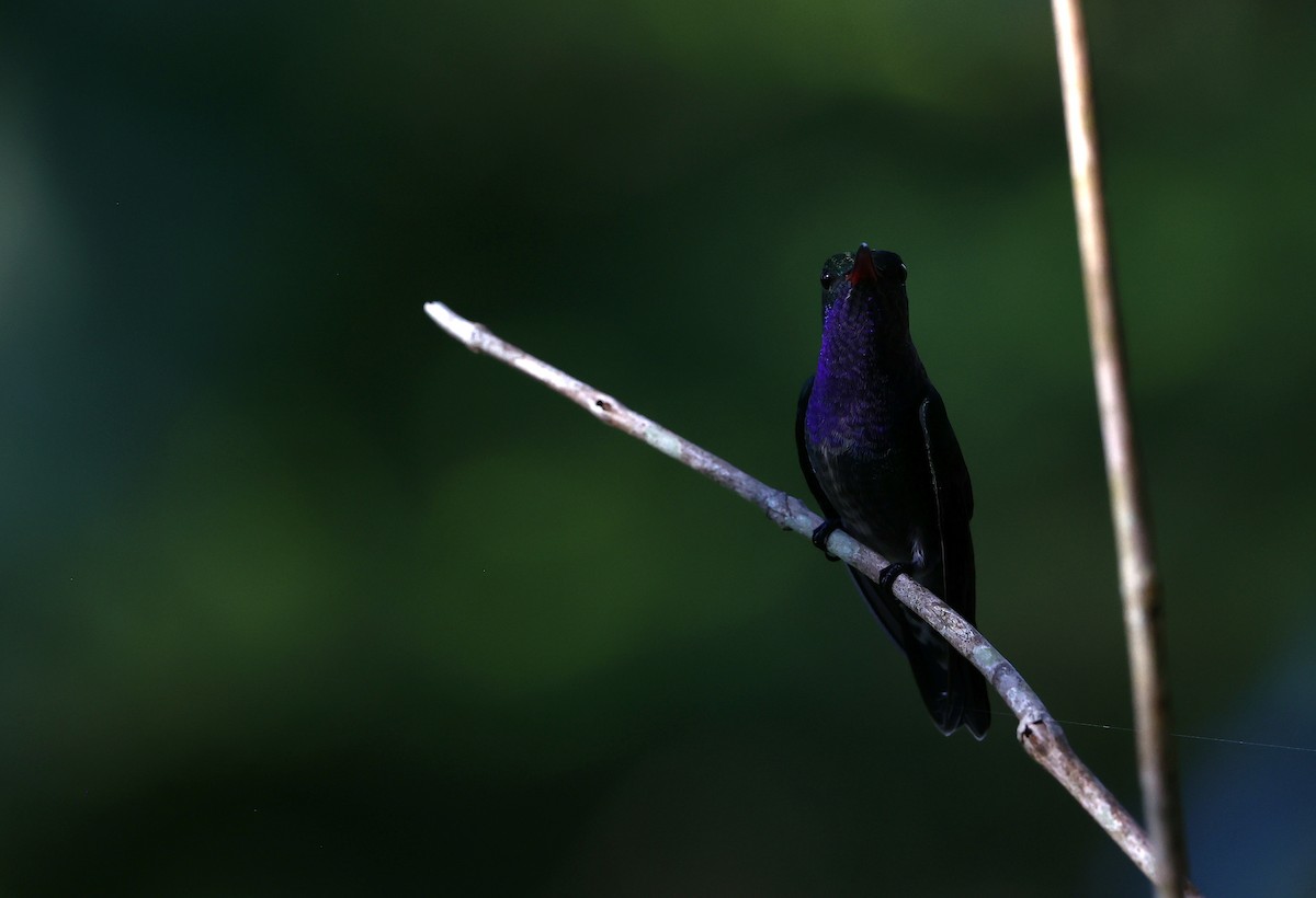 Fork-tailed Woodnymph - ML644409614