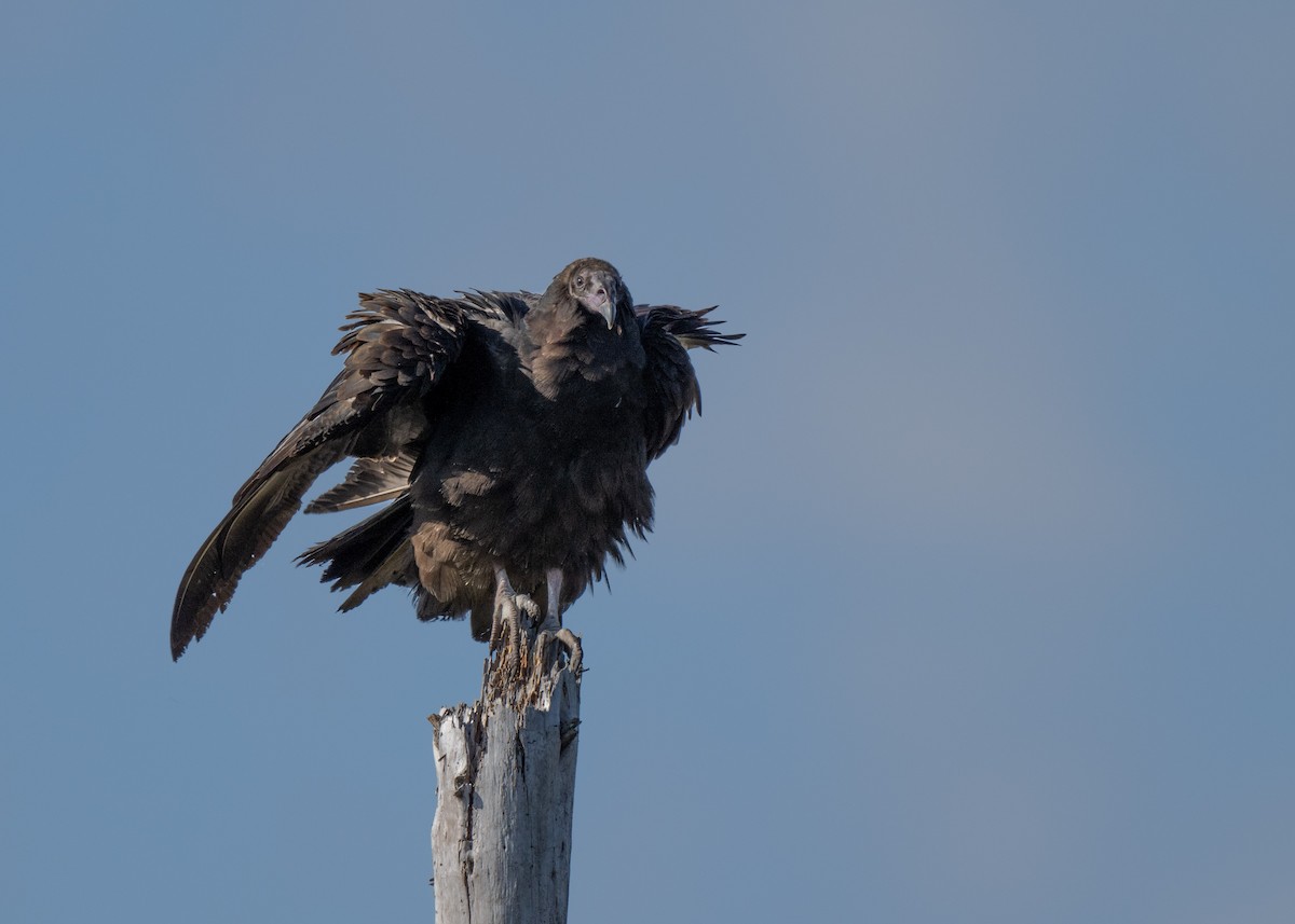 Turkey Vulture - ML644409623