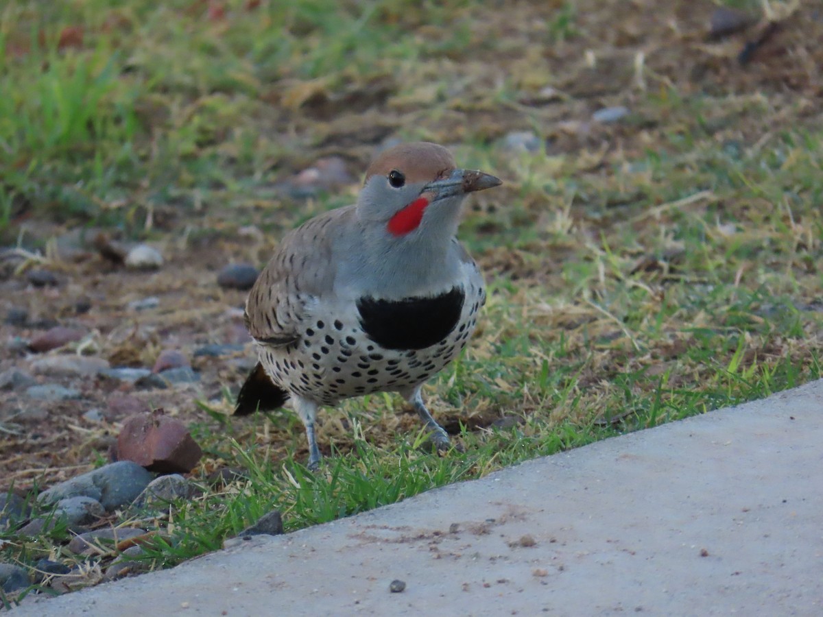 Gilded Flicker - ML644409632