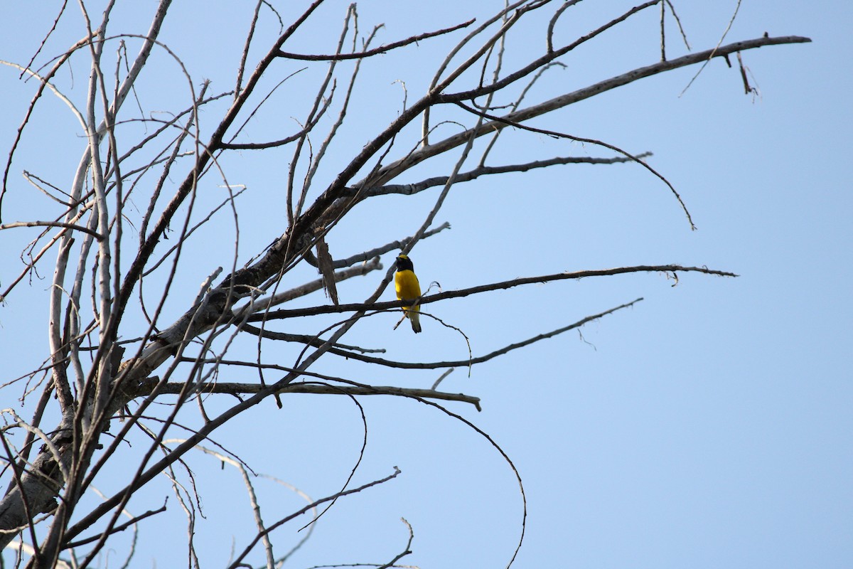 West Mexican Euphonia - ML644409633