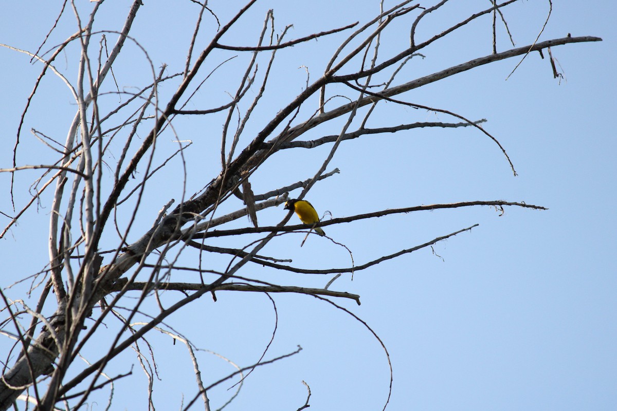 West Mexican Euphonia - ML644409634