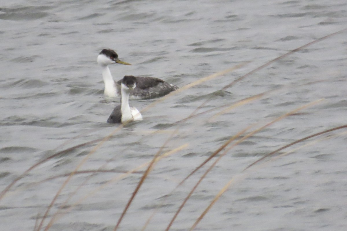 Western Grebe - ML644409653