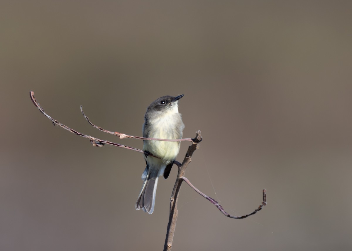 Eastern Phoebe - ML644409659