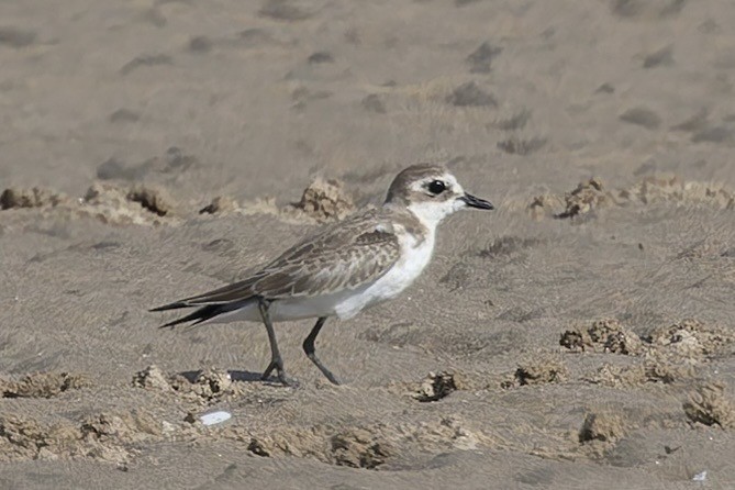 Siberian Sand-Plover - ML644409665