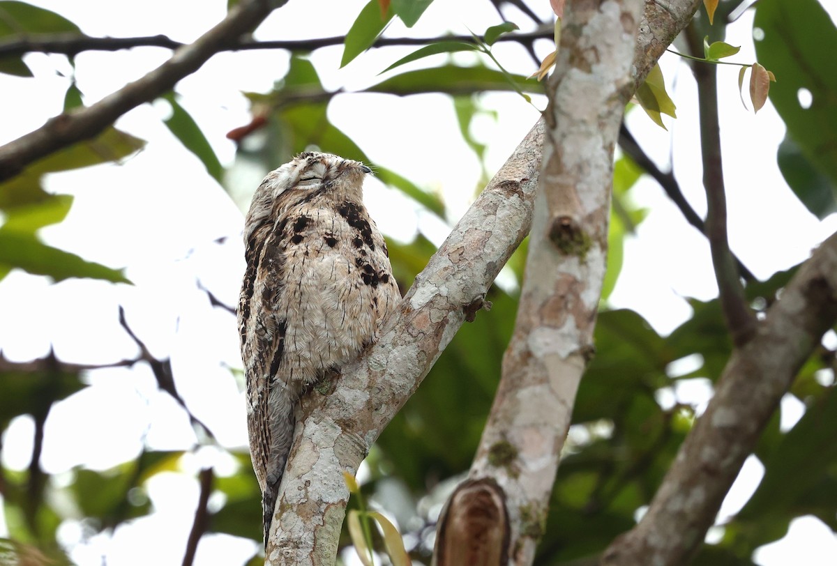 Ibijau gris - ML644409666