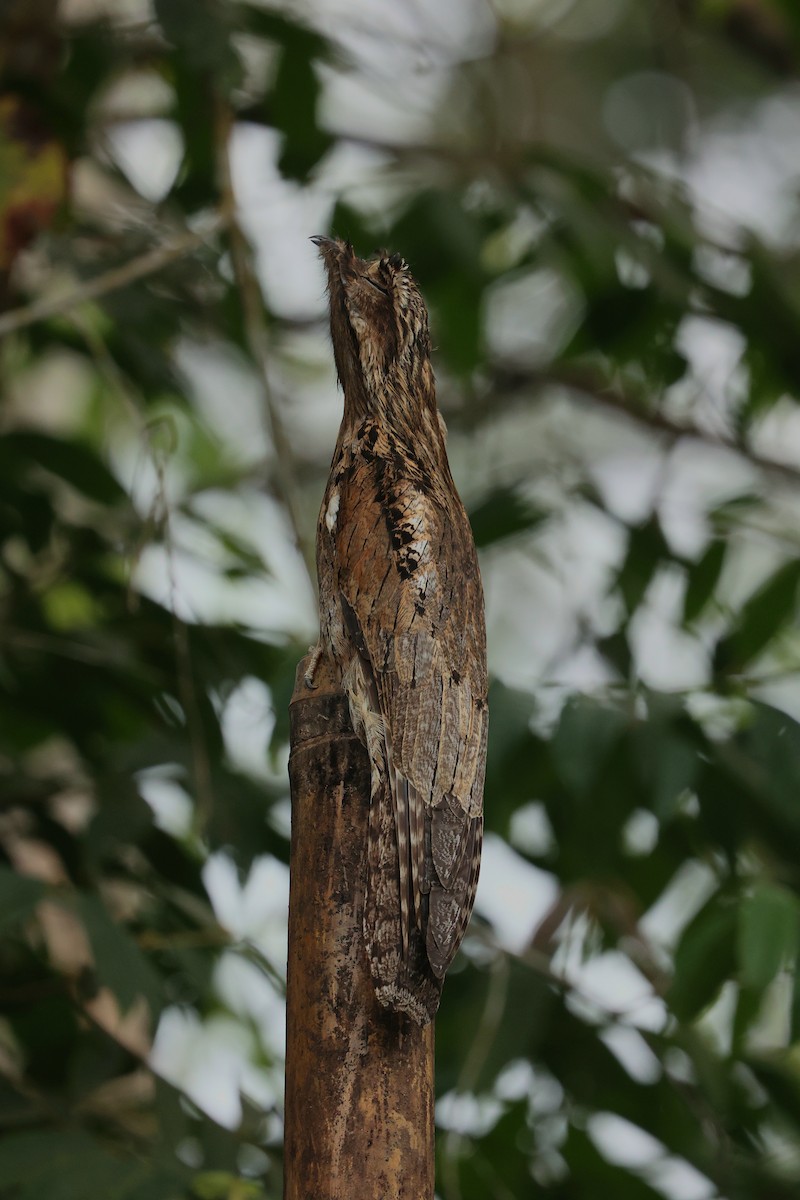 Ibijau gris - ML644409667