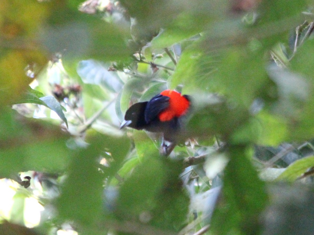 Scarlet-rumped Tanager - ML644409669