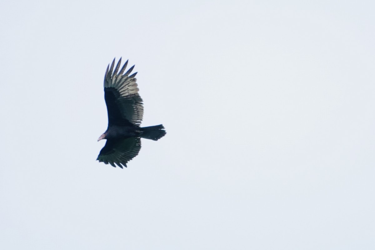 myrkondor - ML644409672