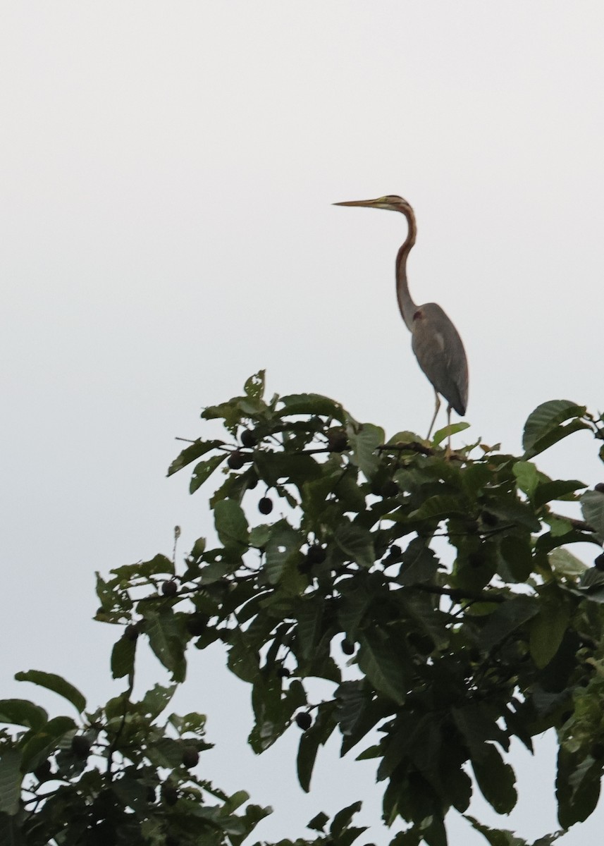 purpurhegre - ML644409704