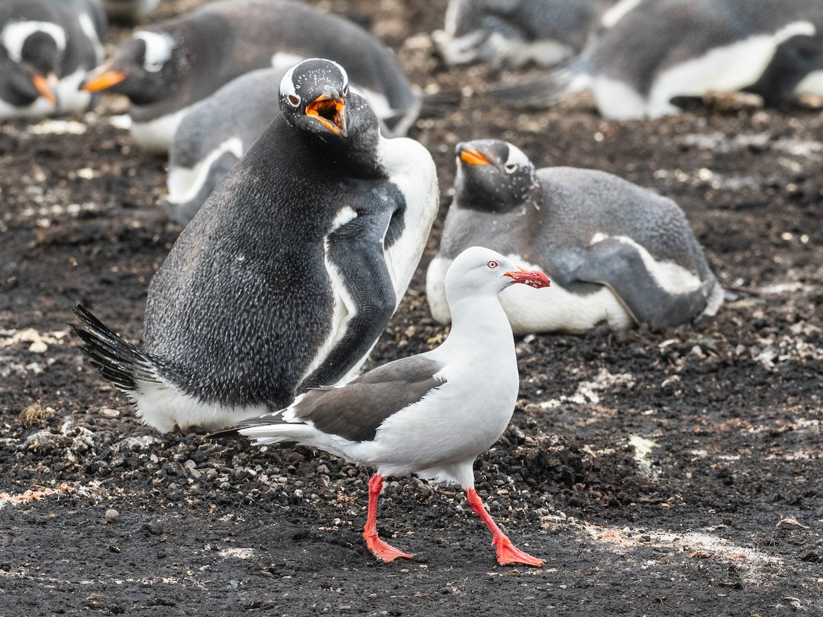 Dolphin Gull - ML644409706