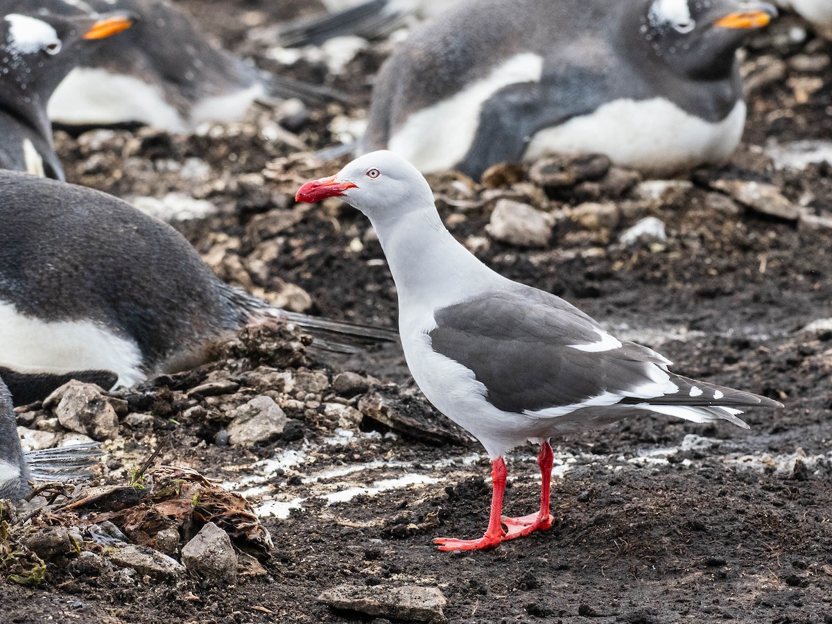 Dolphin Gull - ML644409707