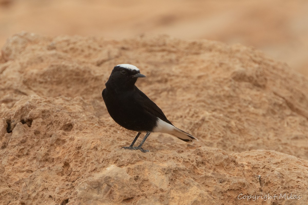 Saharasteinschmätzer - ML644409728