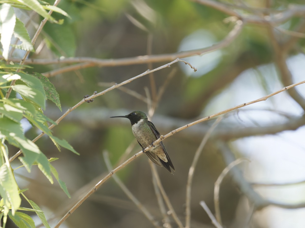 Ruby-throated Hummingbird - ML644409731