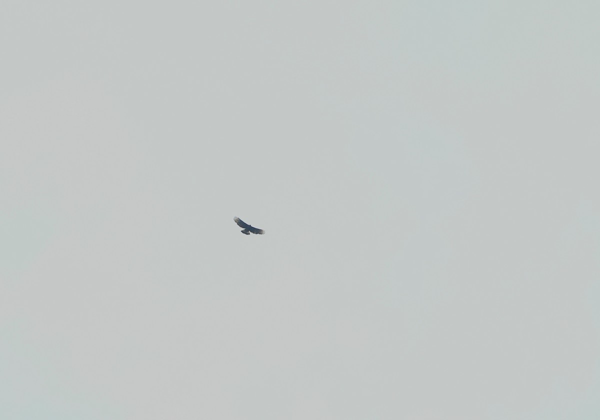 Black-and-chestnut Eagle - ML644409737