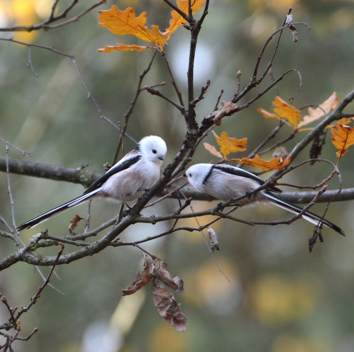 Long-tailed Tit - ML644409745