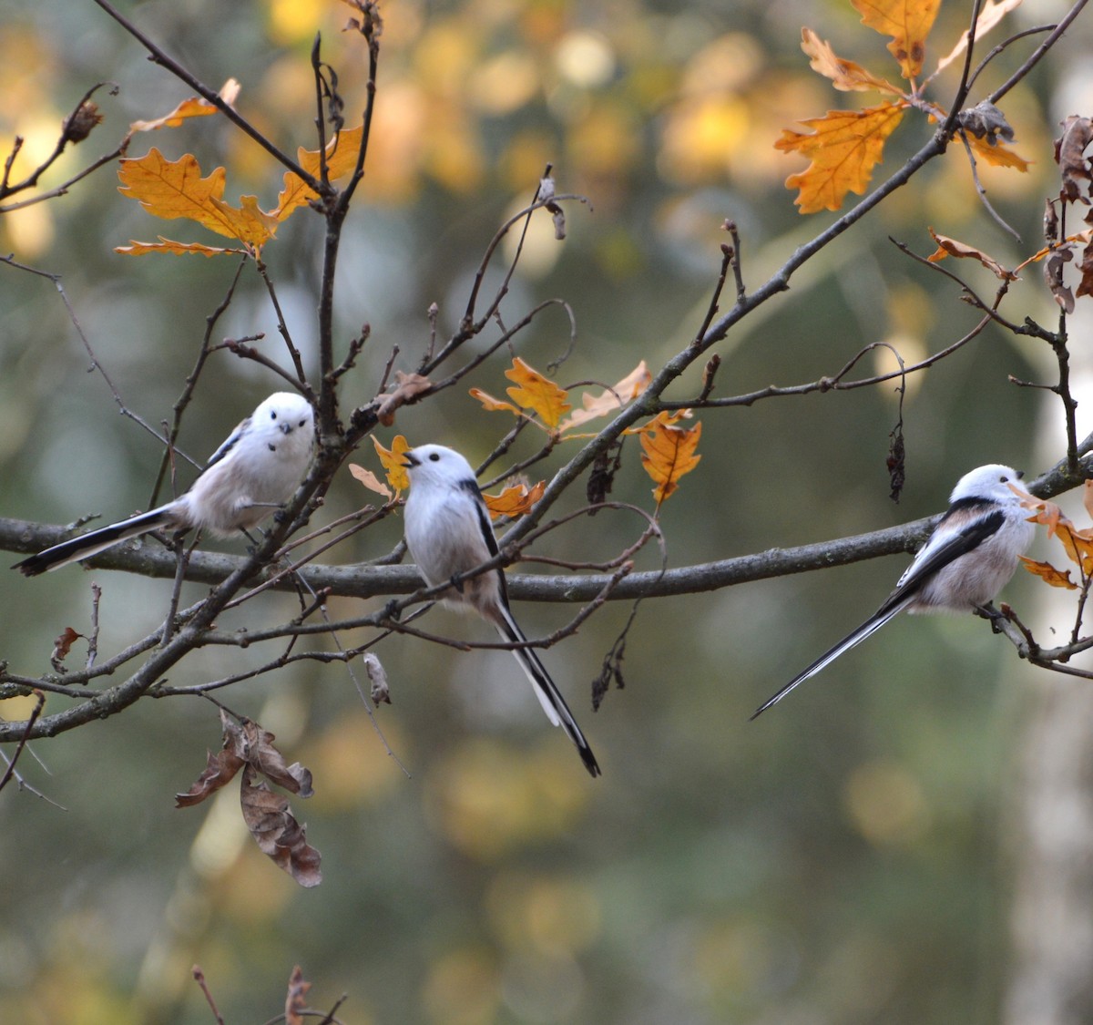 Long-tailed Tit - ML644409757