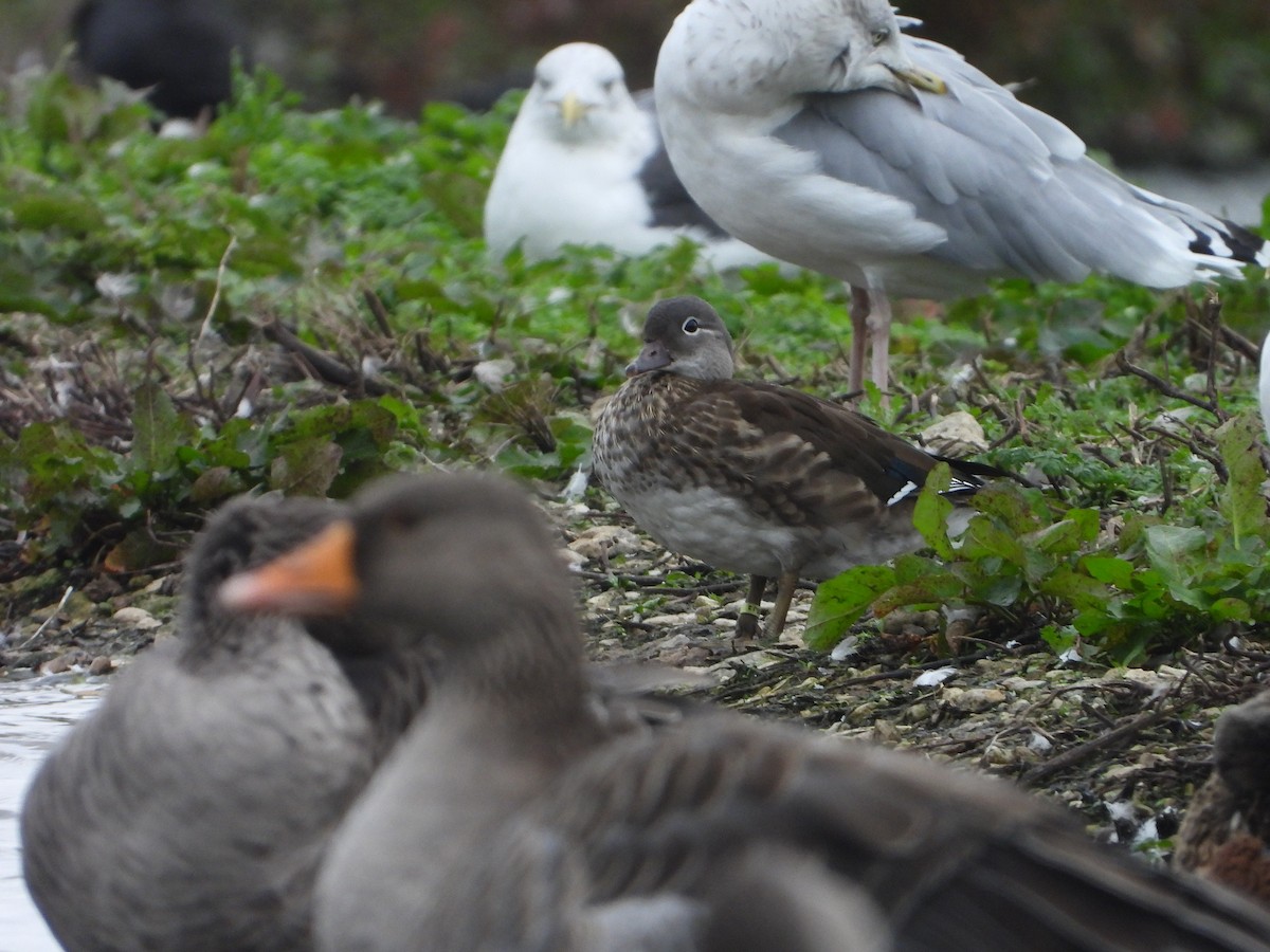 鴛鴦 - ML644409762