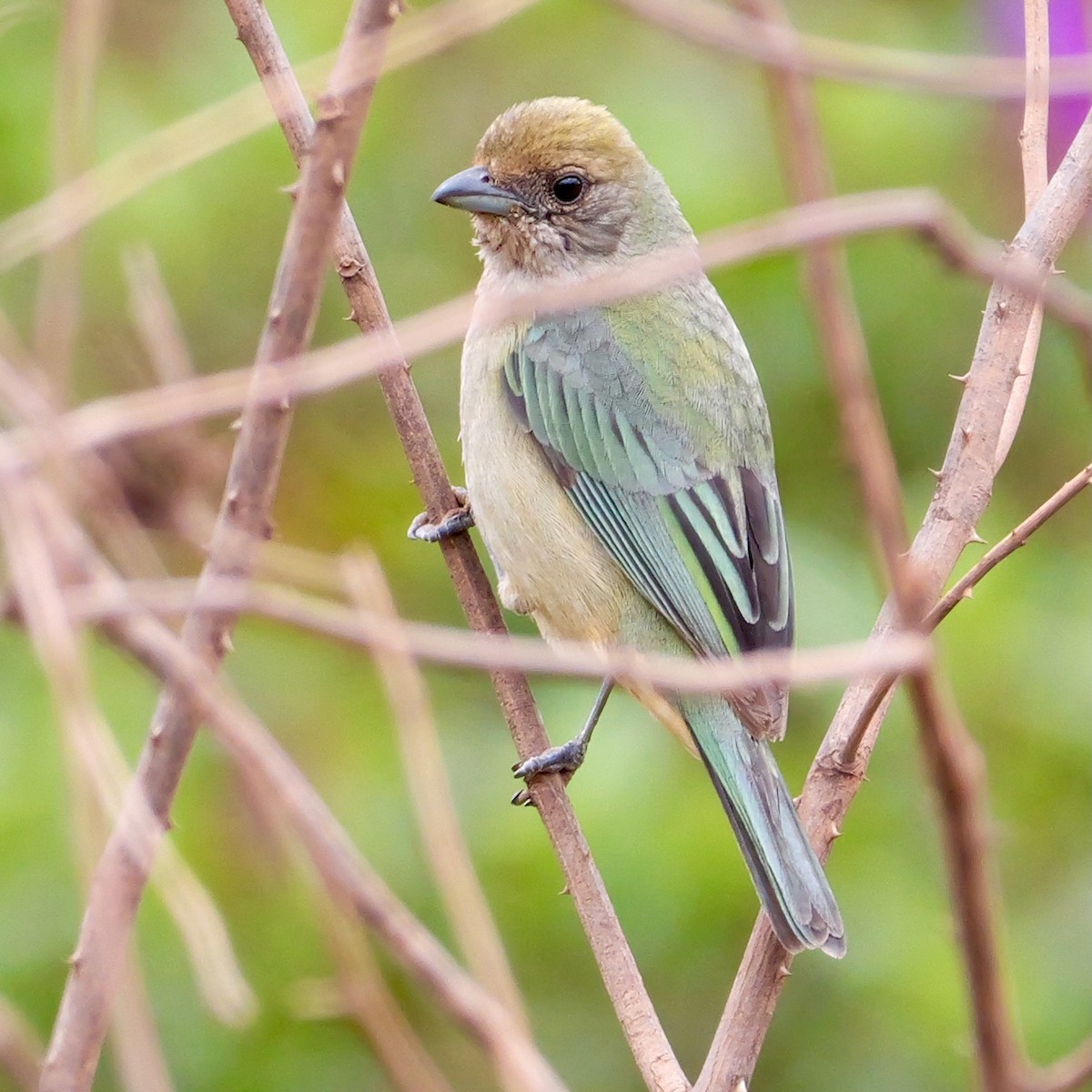 Burnished-buff Tanager (Stripe-bellied) - ML644409763