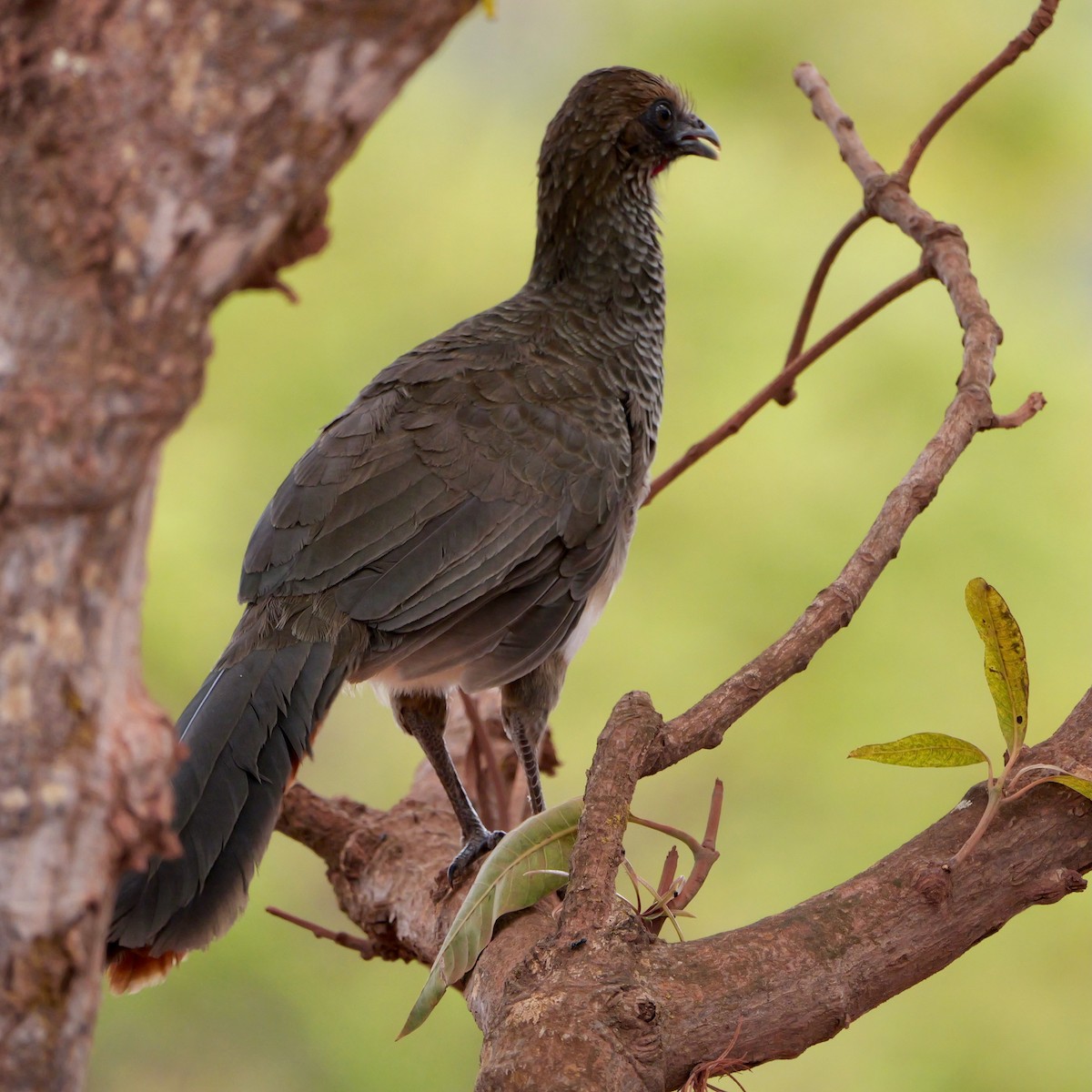 East Brazilian Chachalaca - ML644409767