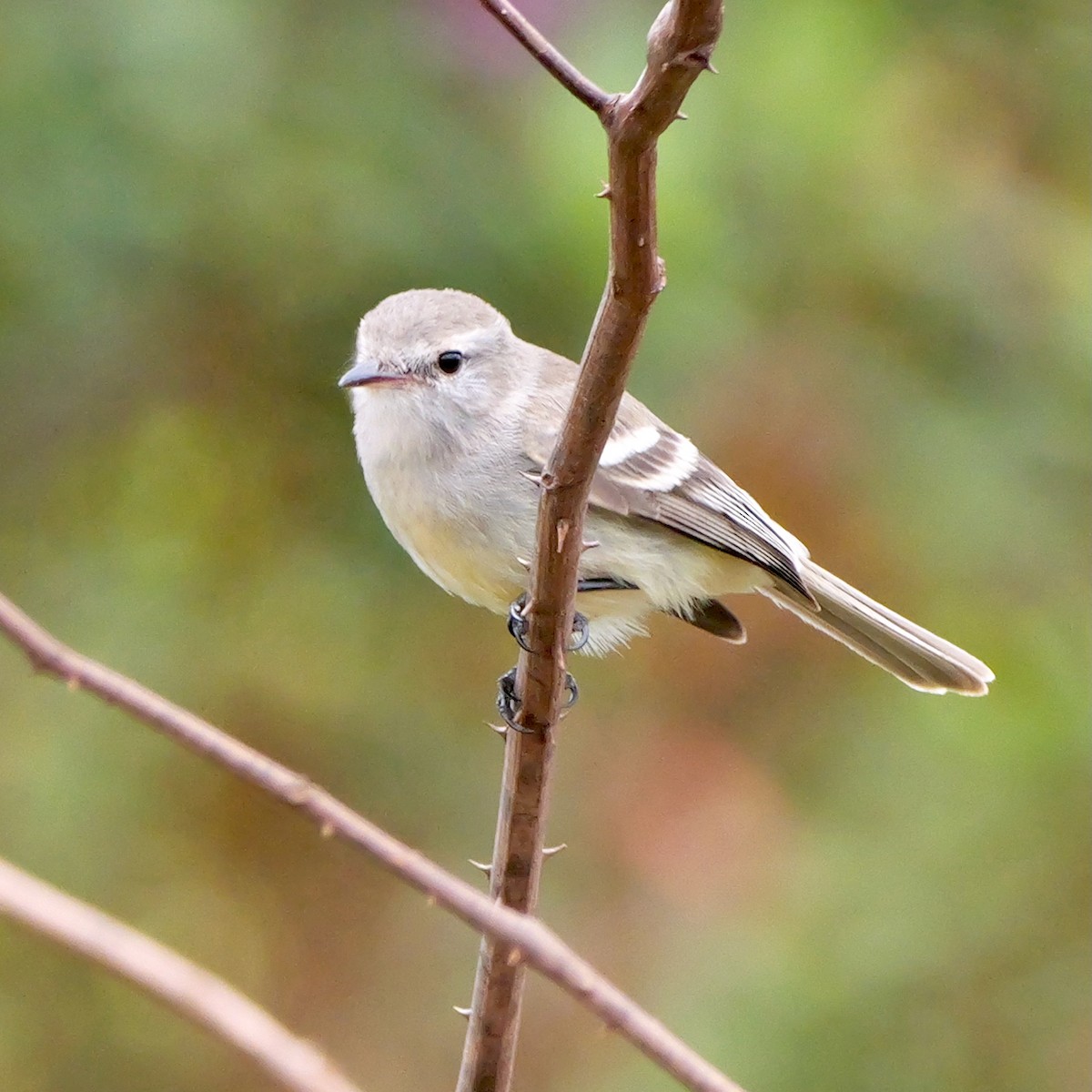 Mouse-colored Tyrannulet (Southern) - ML644409768