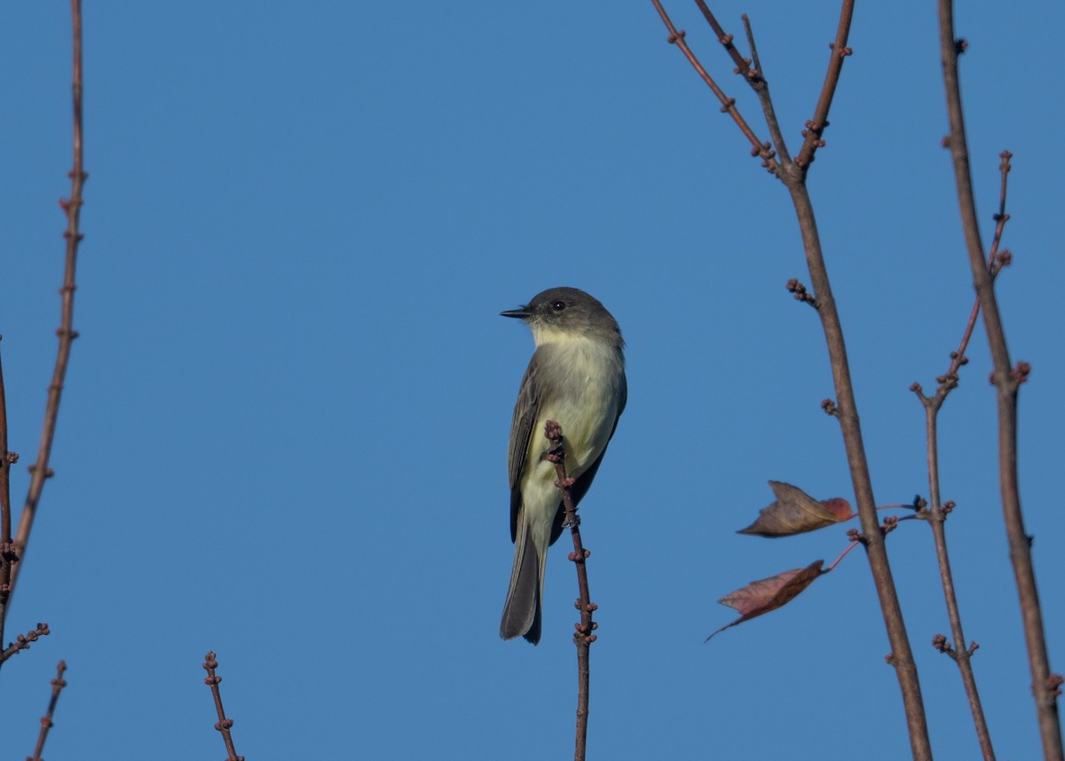 Eastern Phoebe - ML644409783