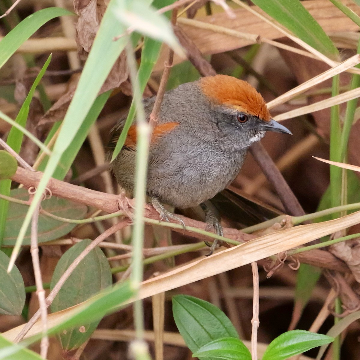 Spix's Spinetail - ML644409784