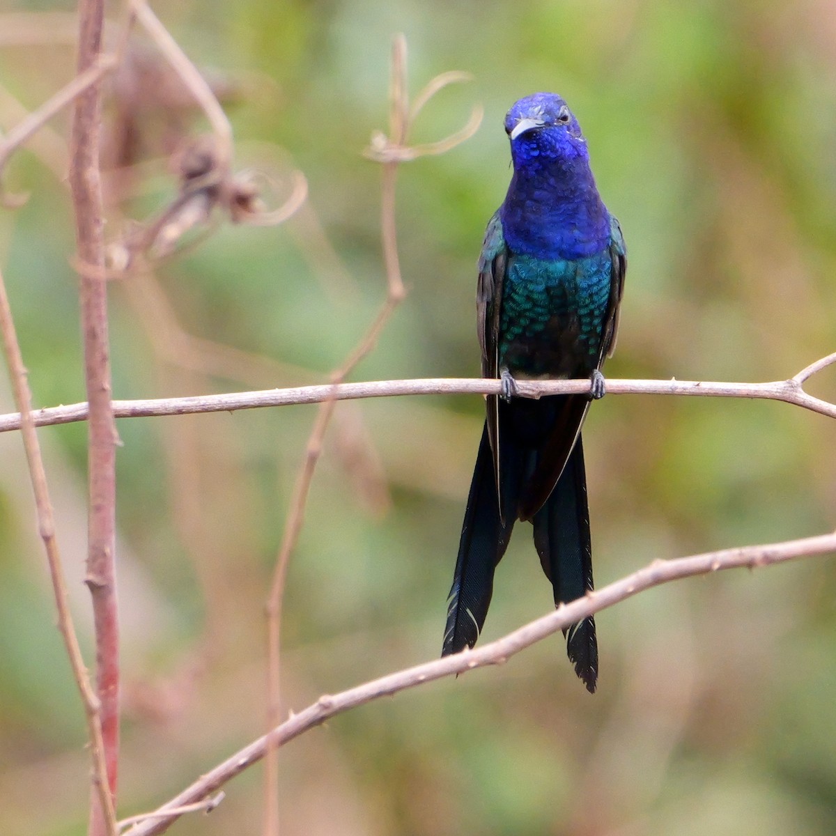 Swallow-tailed Hummingbird - ML644409787