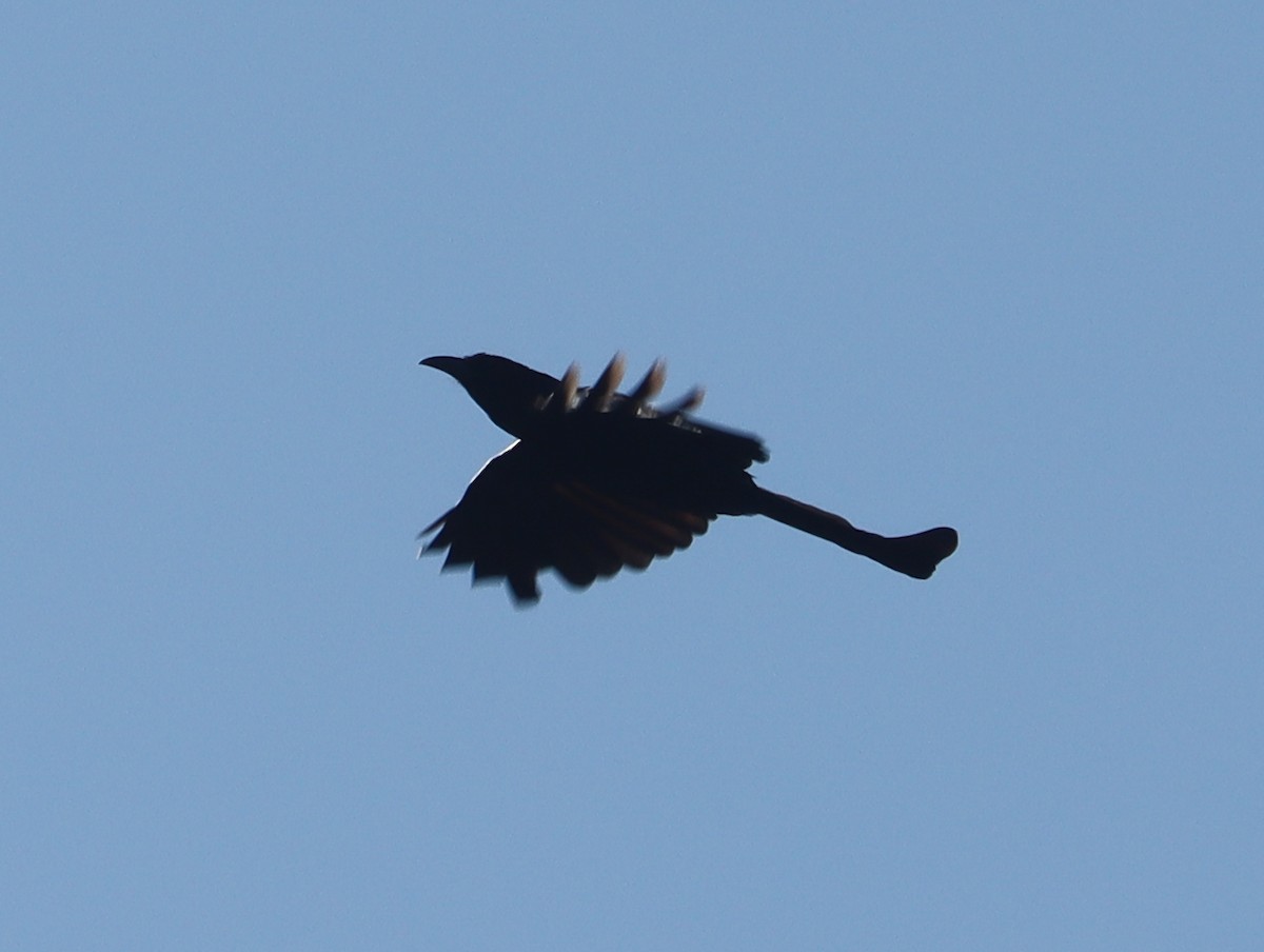 Hair-crested Drongo - ML644409791