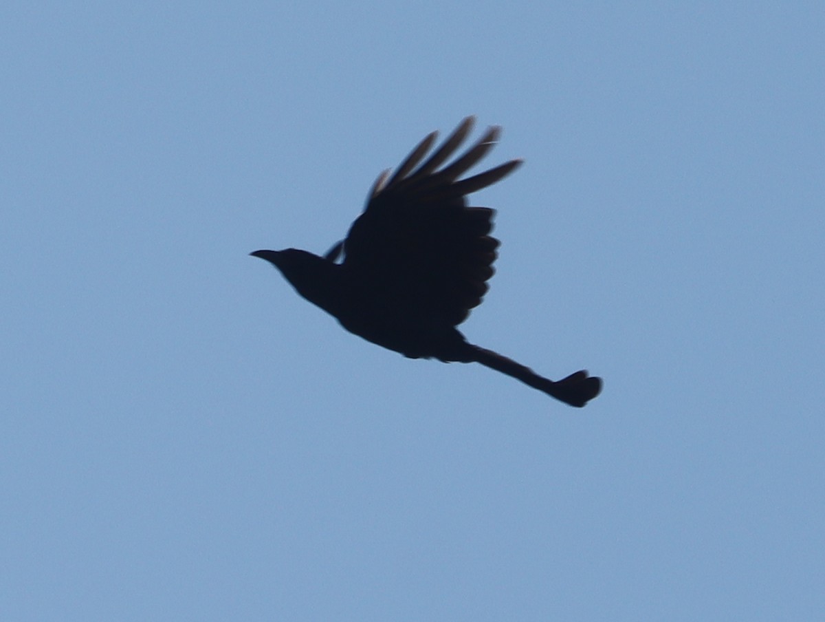 Hair-crested Drongo - ML644409792