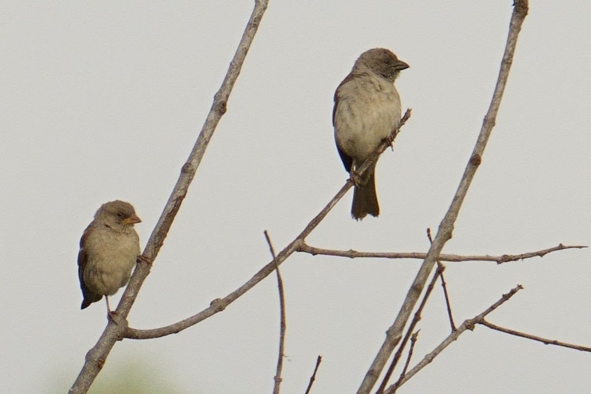 Горобець блідий - ML644409793