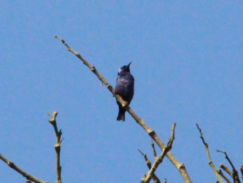 Red-legged Honeycreeper - ML644409797