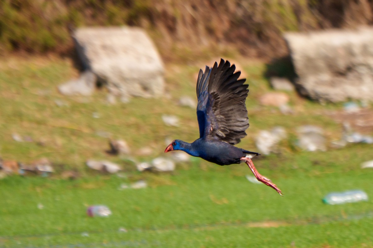 セイケイ - ML644409798