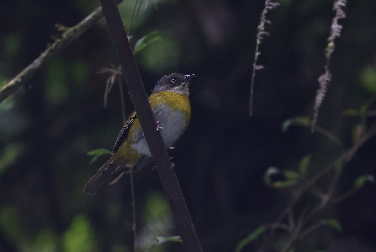 Common Chlorospingus - ML644409801