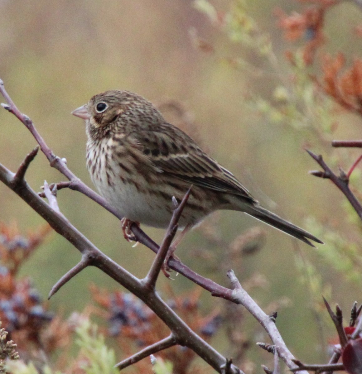Vesper Sparrow - ML644409804