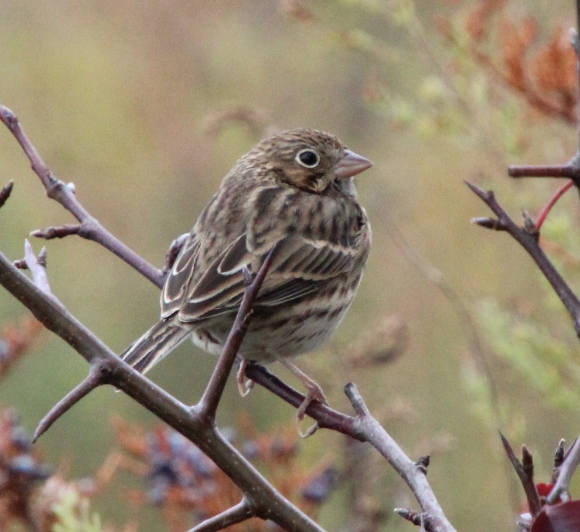 Vesper Sparrow - ML644409805