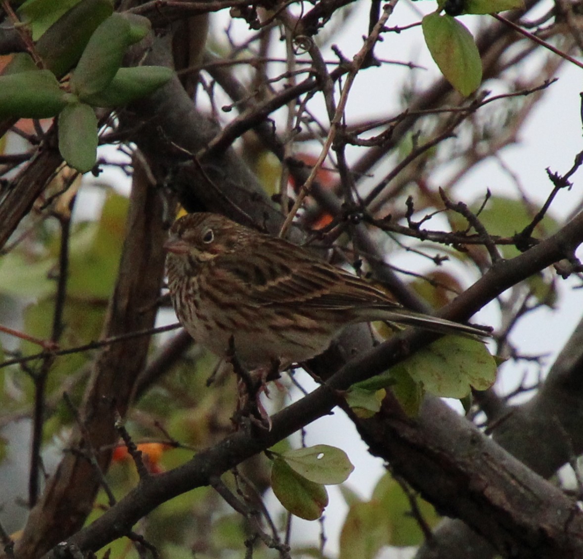 Vesper Sparrow - ML644409806