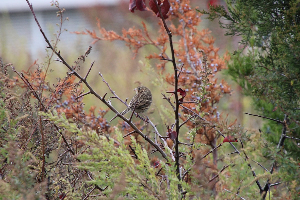 Vesper Sparrow - ML644409807