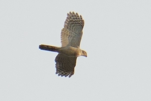 Afrikahabicht - ML644409810