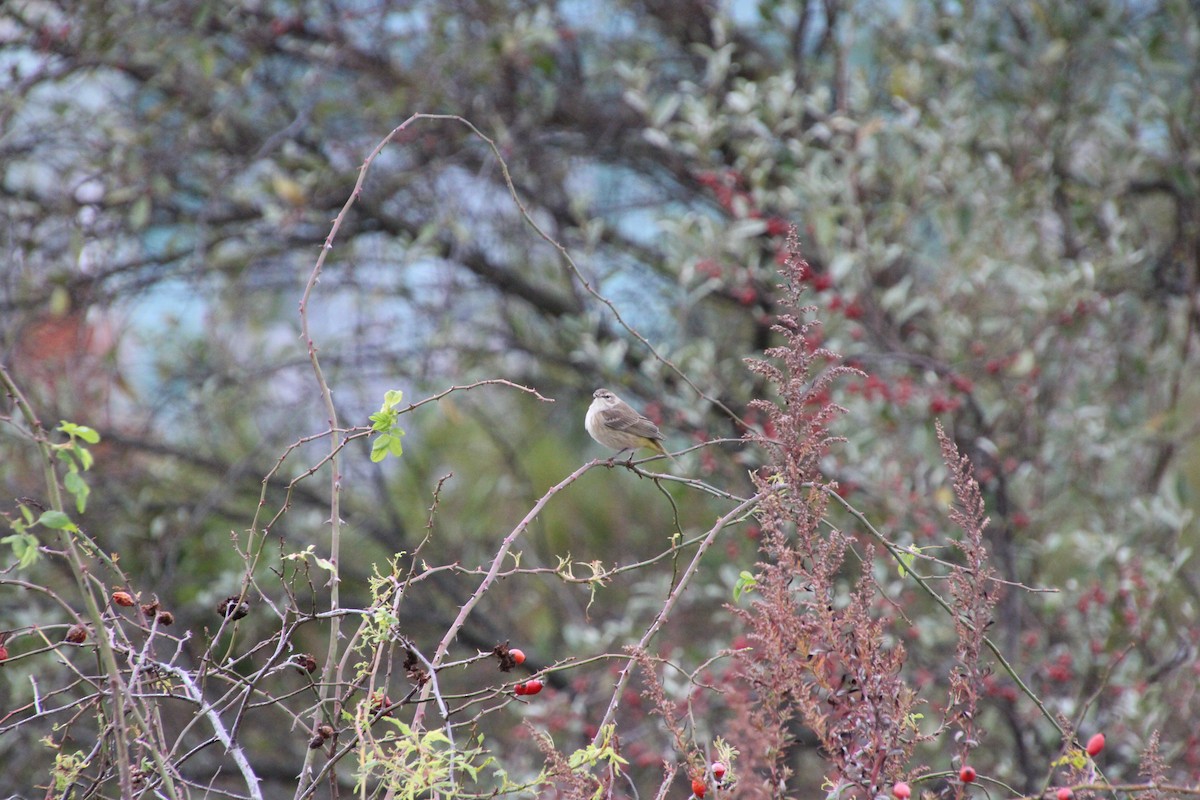 Palm Warbler - ML644409824