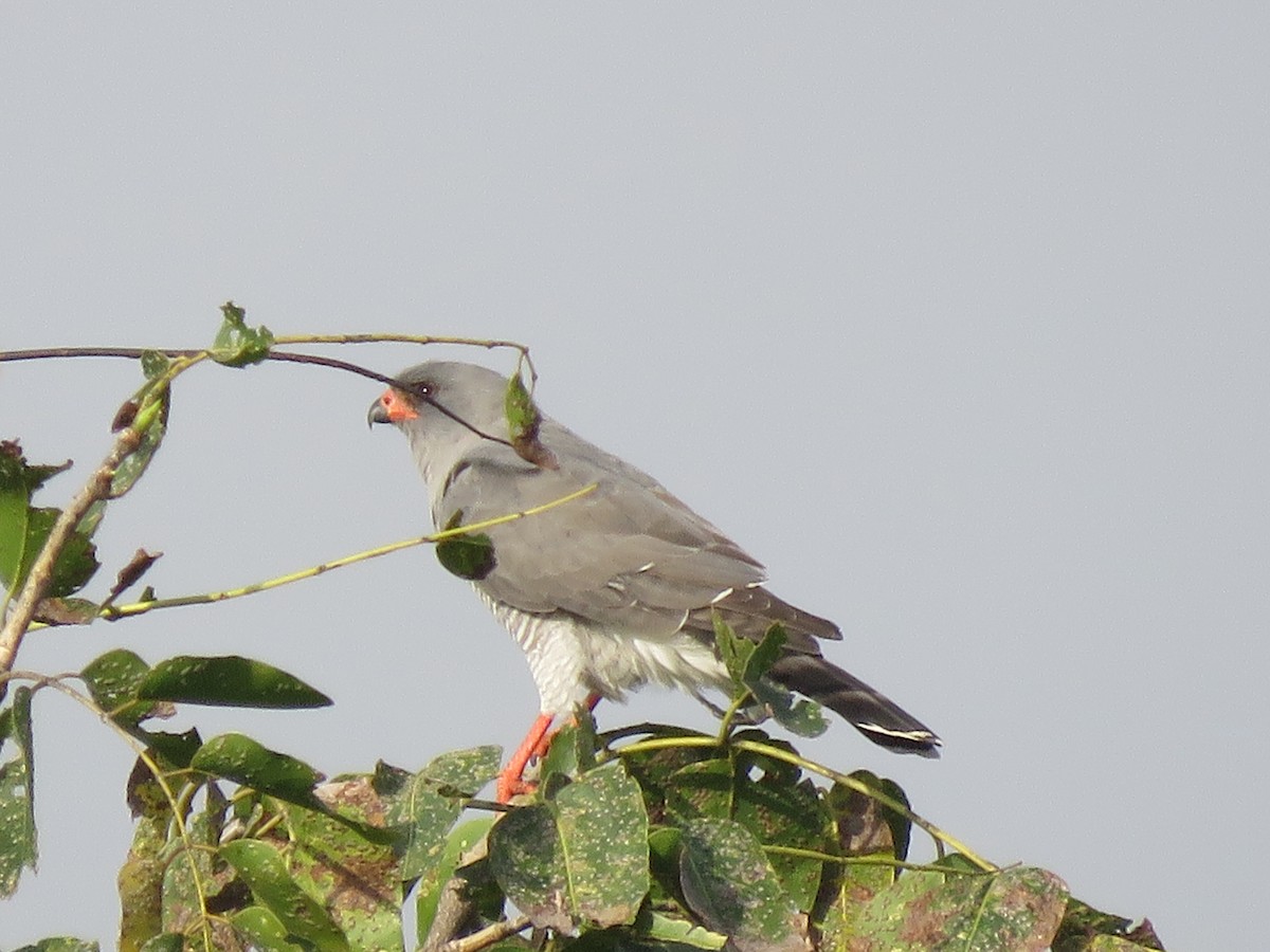 gabarhauk - ML644409827