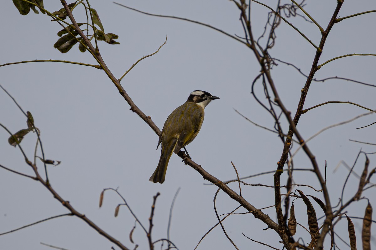 Нангиад бөлбөл - ML644409828