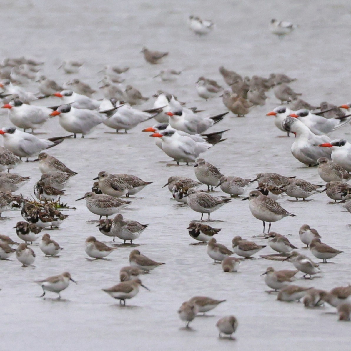 オバシギ - ML644409834