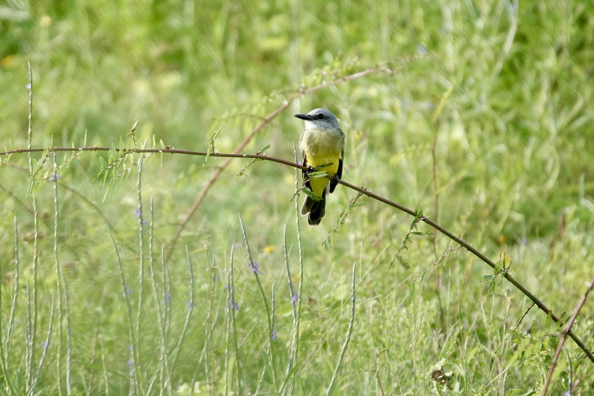 tropekongetyrann - ML644409843