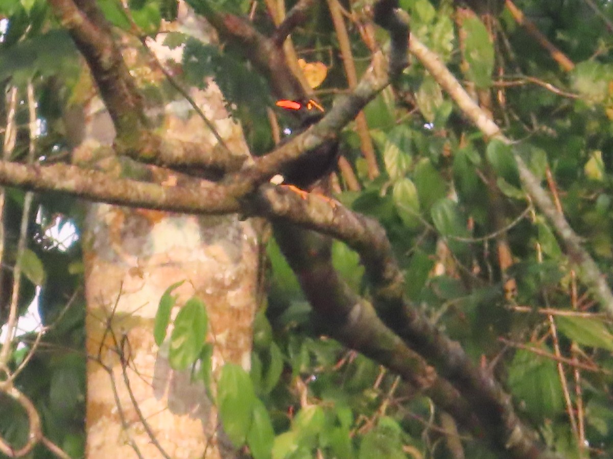 Miná Indio - ML644409844