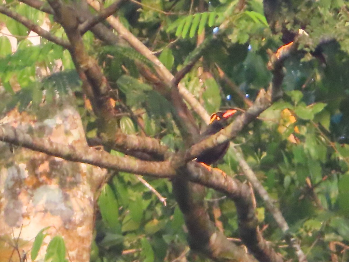 Miná Indio - ML644409846